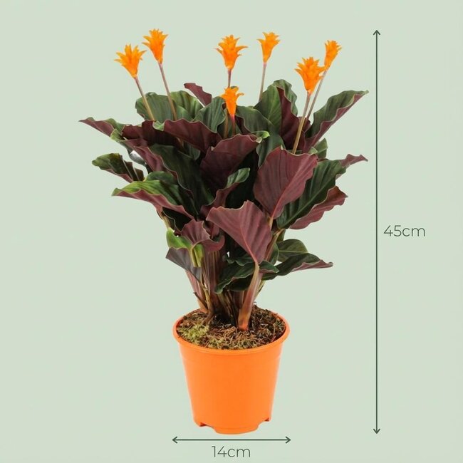 Calathea Crocata - 2 Stuks - Ø 14 cm - Hoogte: 40 - 45cm