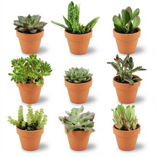 Mini Succulenten Mix - 9 Stuks - Ø 8,1 cm - Hoogte: 5-10 cm - Terracotta Potten