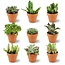Mini Succulenten Mix - 9 Stuks - Ø 8,1 cm - Hoogte: 5-10 cm - Terracotta Potten