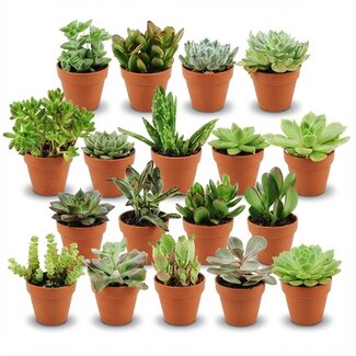 Mini Succulenten Mix - 18 Stuks - Ø 8,1 cm - Hoogte: 5-10 cm - Terracotta Potten