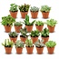 Mini Succulenten Mix - 18 Stuks - Ø 8,1 cm - Hoogte: 5-10 cm - Terracotta Potten
