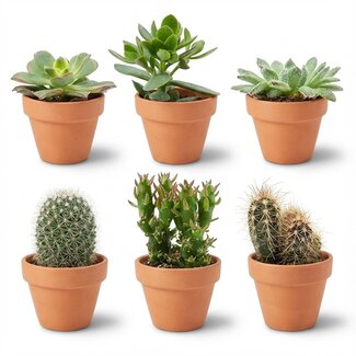 Mini Cactus & Succulenten Mix - 6 Stuks - Ø 8,1 cm - Hoogte: 5-10 cm - Terracotta Potten