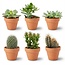 Mini Cactus & Succulenten Mix - 6 Stuks - Ø 8,1 cm - Hoogte: 5-10 cm - Terracotta Potten