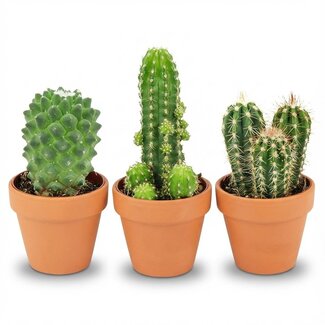 Mini Cactus Mix - 3 Stuks - Ø 8,1 cm - Hoogte: 5-10 cm - Terracotta Potten