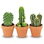 Mini Cactus Mix - 3 Stuks - Ø 8,1 cm - Hoogte: 5-10 cm - Terracotta Potten