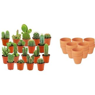 Mini Cactus Mix - 18 Stuks - Ø 8,1 cm - Hoogte: 5-10 cm - Terracotta Potten