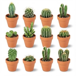 Mini Cactus Mix - 12 Stuks - Ø 8,1 cm - Hoogte: 5-10 cm - Terracotta Potten