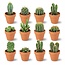 Mini Cactus Mix - 12 Stuks - Ø 8,1 cm - Hoogte: 5-10 cm - Terracotta Potten