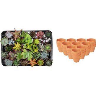 Mini Succulenten Mix - 30 Stuks - Ø 8,1 cm - Hoogte: 5-10 cm - Terracotta Potten