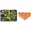 Mini Succulenten Mix - 30 Stuks - Ø 8,1 cm - Hoogte: 5-10 cm - Terracotta Potten
