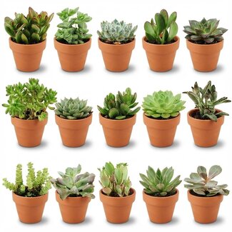 Mini Succulenten Mix - 15 Stuks - Ø 8,1 cm - Hoogte: 5-10 cm - Terracotta Potten