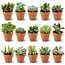 Mini Succulenten Mix - 15 Stuks - Ø 8,1 cm - Hoogte: 5-10 cm - Terracotta Potten