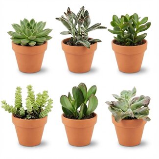 Mini Succulenten Mix - 6 Stuks - Ø 8,1 cm - Hoogte: 5-10 cm - Terracotta Potten