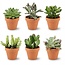 Mini Succulenten Mix - 6 Stuks - Ø 8,1 cm - Hoogte: 5-10 cm - Terracotta Potten
