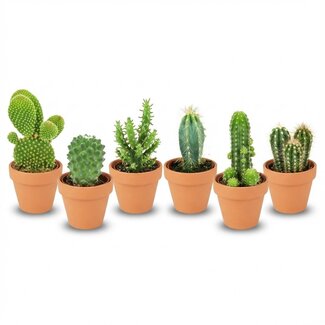 Mini Cactus Mix - 6 Stuks - Ø 8,1 cm - Hoogte: 5-10 cm - Terracotta Potten