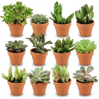 Mini Succulenten Mix - 12 Stuks - Ø 8,1 cm - Hoogte: 5-10 cm - Terracotta Potten