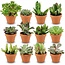 Mini Succulenten Mix - 12 Stuks - Ø 8,1 cm - Hoogte: 5-10 cm - Terracotta Potten