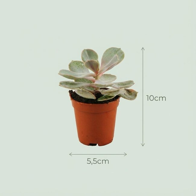 Mini Succulenten Mix - 12 Stuks - Ø 8,1 cm - Hoogte: 5-10 cm - Terracotta Potten