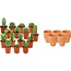 Mini Cactus Mix - 15 Stuks - Ø 8,1 cm - Hoogte: 5-10 cm - Terracotta Potten