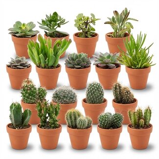 Mini Cactus & Succulenten Mix - 18 Stuks - Ø 8,1 cm - Hoogte: 5-10 cm - Terracotta Potten