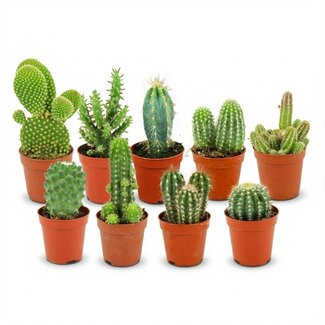 Mini Cactus Set - 9 Stuks - Ø 5,5 cm - Hoogte: 5-10 cm