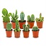 Mini Cactus Set - 9 Stuks - Ø 5,5 cm - Hoogte: 5-10 cm