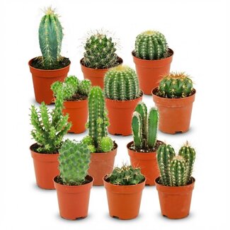 Mini Cactus Set - 12 Stuks - Ø 5.5 cm - Hoogte: 5-10 cm