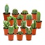 Mini Cactus Set - 15 Stuks - Ø 5.5 cm - Hoogte: 5-10 cm