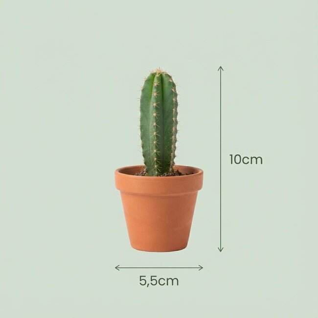 Mini Cactus Set - 15 Stuks - Ø 5.5 cm - Hoogte: 5-10 cm