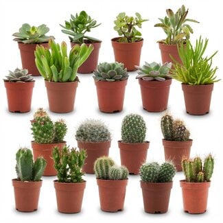 Mini Cactus & Succulenten Mix - 18 Stuks - Ø 5,5 cm - Hoogte: 5-10 cm