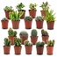 Mini Cactus & Succulenten Mix - 18 Stuks - Ø 5,5 cm - Hoogte: 5-10 cm