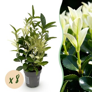 Haagplanten - Euonymus japonica Paloma Blanca - Blad Groen en Wit - 8 Planten - 1 Strekkende Meter - Groenblijvend - Pot 9cm Hoogte 30-35cm