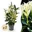 Haagplanten - Euonymus japonica Paloma Blanca - Blad Groen en Wit - 8 Planten - 1 Strekkende Meter - Groenblijvend - Pot 9cm Hoogte 30-35cm
