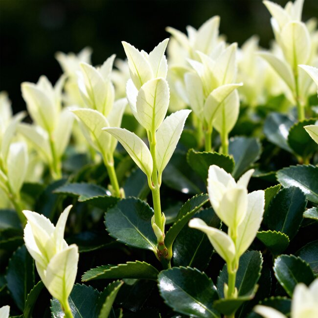 Haagplanten - Euonymus japonica Paloma Blanca - Blad Groen en Wit - 8 Planten - 1 Strekkende Meter - Groenblijvend - Pot 9cm Hoogte 30-35cm