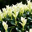 Haagplanten - Euonymus japonica Paloma Blanca - Blad Groen en Wit - 8 Planten - 1 Strekkende Meter - Groenblijvend - Pot 9cm Hoogte 30-35cm