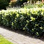 Haagplanten - Euonymus japonica Paloma Blanca - Blad Groen en Wit - 8 Planten - 1 Strekkende Meter - Groenblijvend - Pot 9cm Hoogte 30-35cm