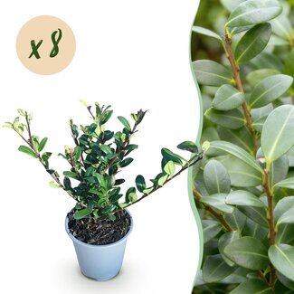 Haagplanten - Ilex crenata Caroline Upright - Blad Groen - 8 Planten - 1 Strekkende Meter - Groenblijvend - Pot 9cm Hoogte 25-30cm