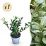 Haagplanten - Ilex crenata Caroline Upright - Blad Groen - 8 Planten - 1 Strekkende Meter - Groenblijvend - Pot 9cm Hoogte 25-30cm