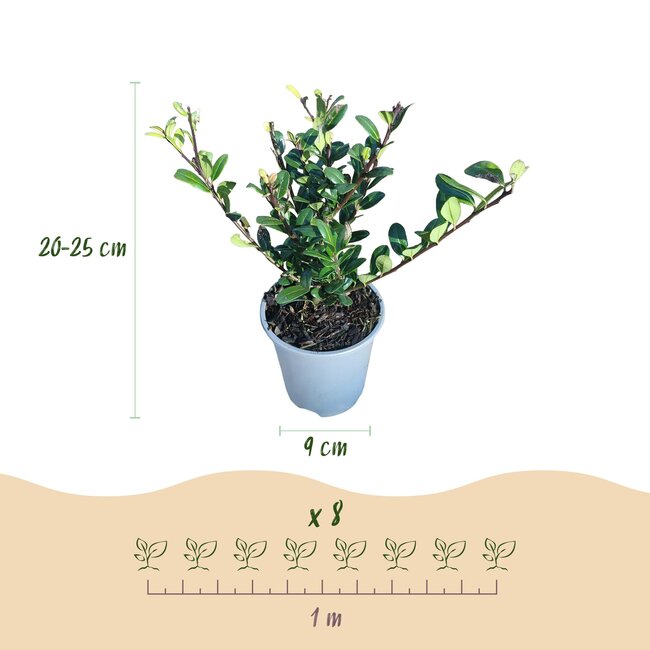 Haagplanten - Ilex crenata Caroline Upright - Blad Groen - 8 Planten - 1 Strekkende Meter - Groenblijvend - Pot 9cm Hoogte 25-30cm
