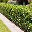 Haagplanten - Ilex crenata Caroline Upright - Blad Groen - 8 Planten - 1 Strekkende Meter - Groenblijvend - Pot 9cm Hoogte 25-30cm