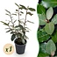Haagplanten - Eleagnus ebbingei Compacta - Blad Grijs - 8 Planten - 1 Strekkende Meter - Groenblijvend - Pot 9cm Hoogte 30-35cm
