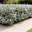 Haagplanten - Eleagnus ebbingei Compacta - Blad Grijs - 8 Planten - 1 Strekkende Meter - Groenblijvend - Pot 9cm Hoogte 30-35cm