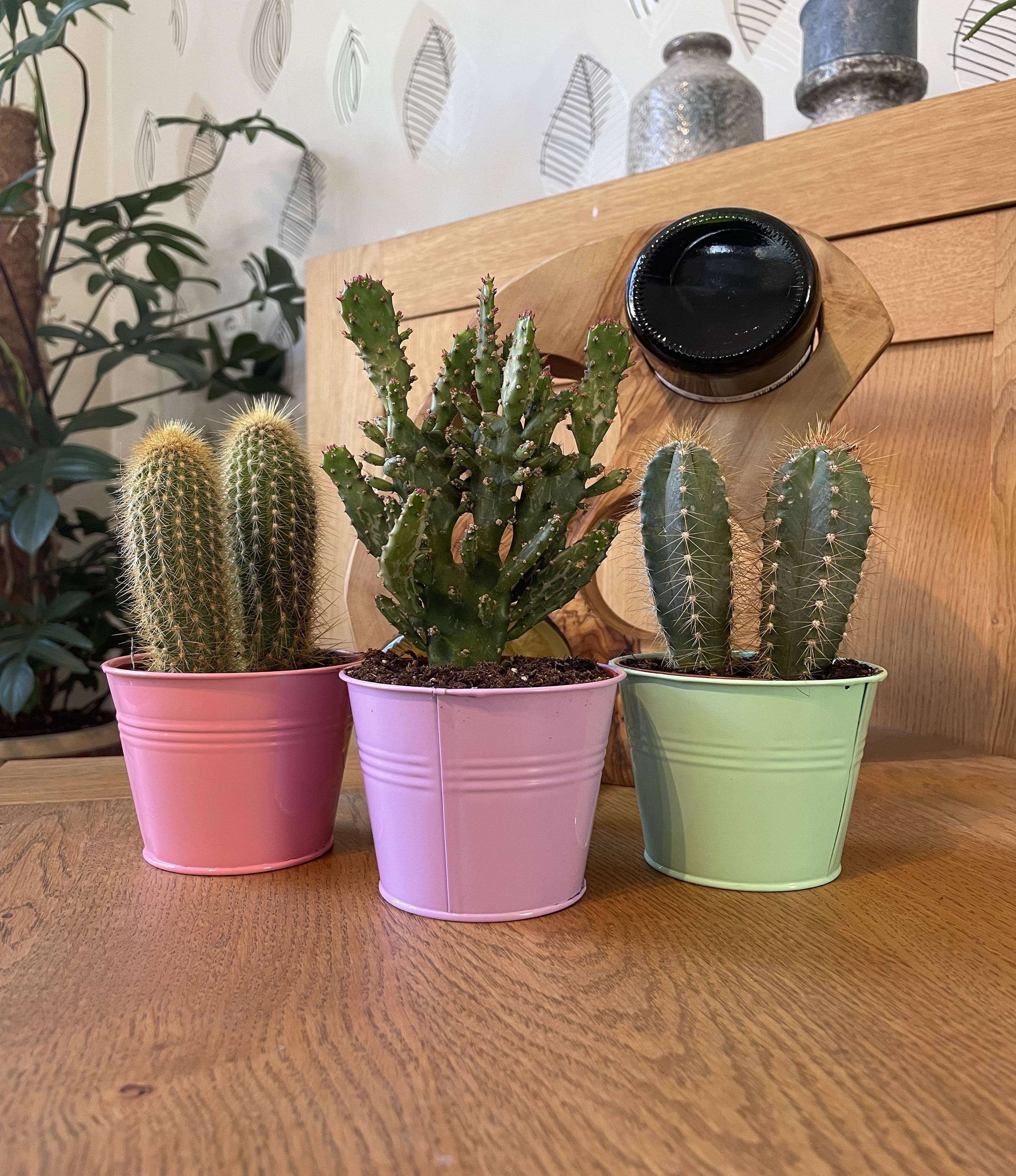 Cactussen