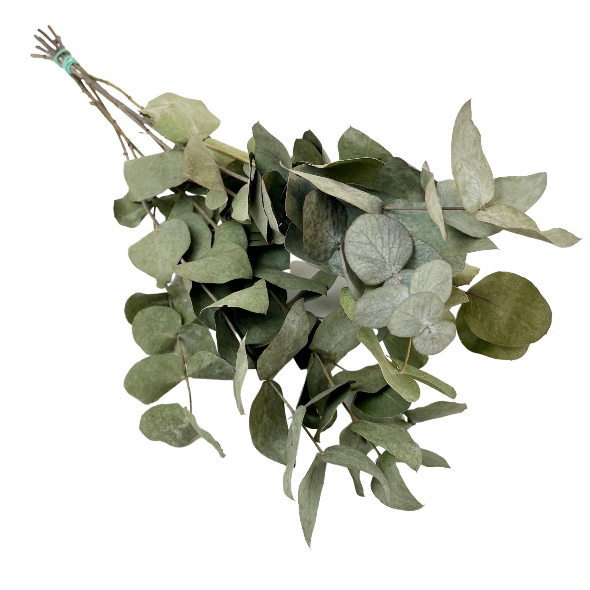 Droogbloemen - Eucalyptus Cinerea - 6 bosjes 