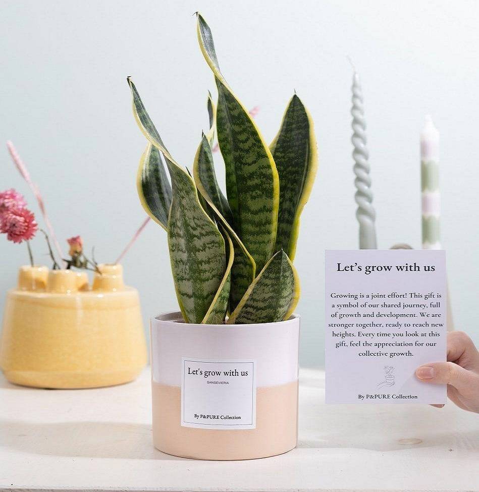 Sansevieria Gift "Let's Grow With Us" WITH GREETING CARD!!! - Ø12cm - ↕30cm