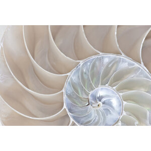 Aluart schilderij 'Half shell Nautilus'