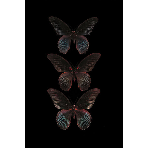 Mondiart Aluart schilderij Mondiart 'De drie zwarte vlinders'