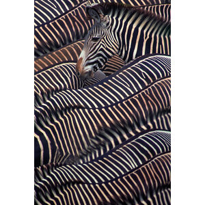 Aluart schilderij "Kudde Zebra's"