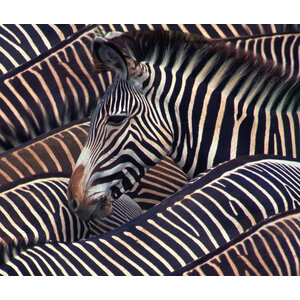Wandkleed 'Kudde zebra's'