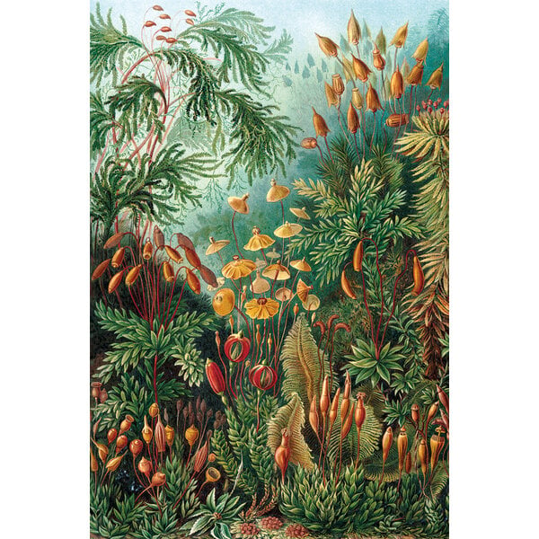 Mondiart Aluart schilderij Mondiart 'Muscinae' van Ernst Haeckel